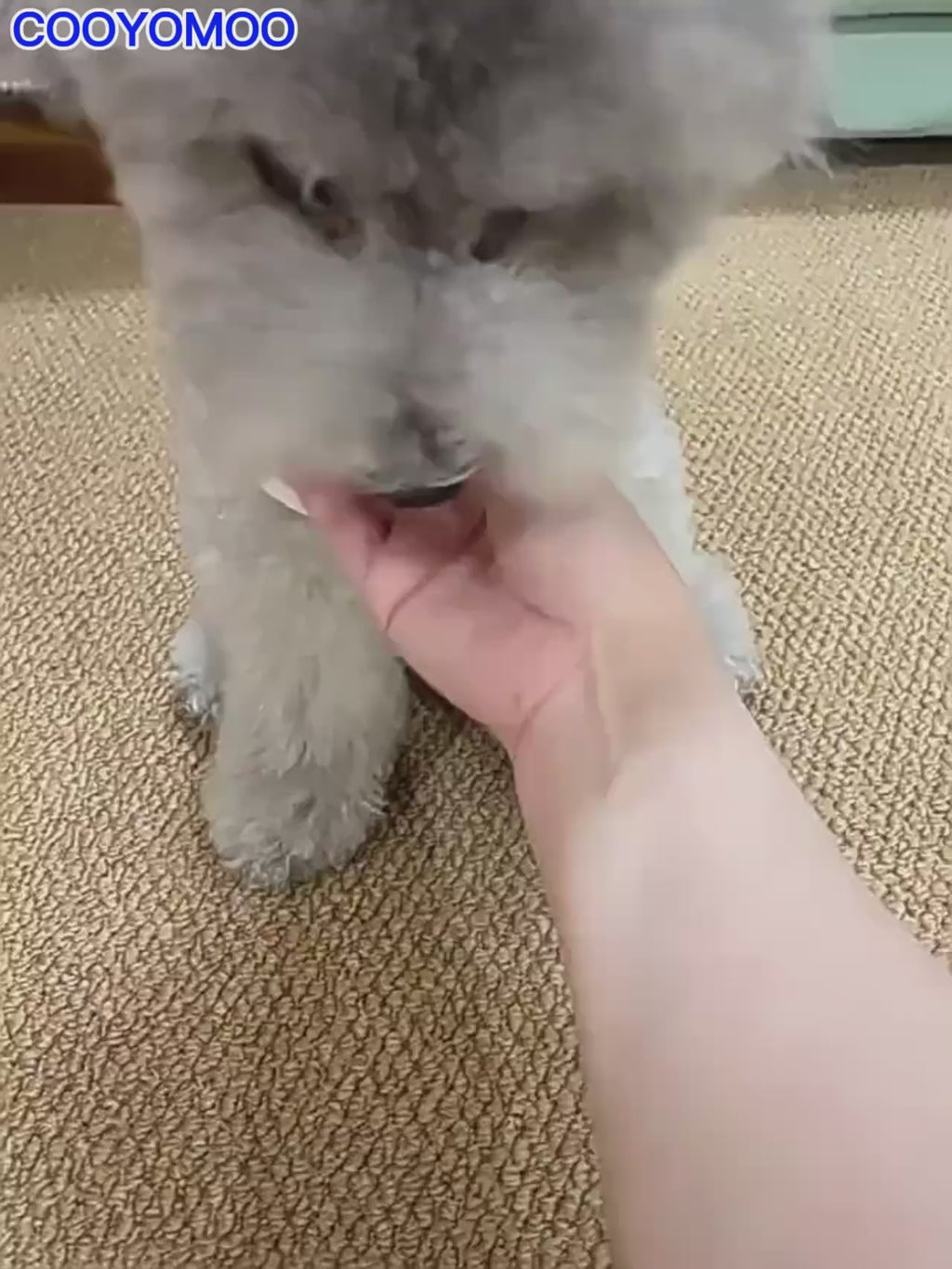 Automatic Moving Ball Toy for Dogs & Cats